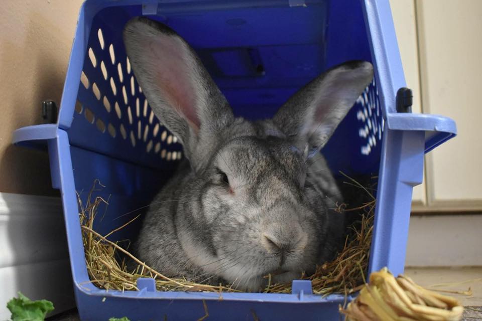 Two rabbits liberated in London